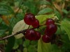 Файл=DSC00652_1.jpg
Объём=479KB
Размеры=1600x1200
Дата=Сент 19, 2006 DSC00652_1.jpg