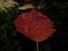 Файл=DSC00655_1.jpg
Объём=401KB
Размеры=1600x1200
Дата=Сент 19, 2006 DSC00655_1.jpg