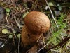 DSC00684_1.jpg