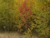 DSC00794_1.jpg