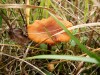 Файл=DSC00847_1.jpg
Объём=823KB
Размеры=1600x1200
Дата=Сент 22, 2006 DSC00847_1.jpg