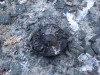 Файл=DSC01503_1.jpg
Объём=887KB
Размеры=1600x1200
Дата=Окт 24, 2006 DSC01503_1.jpg