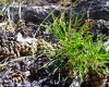 Файл=little_tree.jpg
Объём=1713KB
Размеры=1280x1024
Дата=Июль 21, 2007 little_tree.jpg