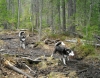 Файл=DSCN8912.jpg
Объём=402KB
Размеры=1200x937
Дата=Июнь 02, 2010 DSCN8912.jpg