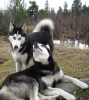 Файл=DSCN8939.jpg
Объём=351KB
Размеры=1072x1200
Дата=Июнь 02, 2010 DSCN8939.jpg