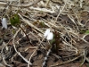Файл=DSCN8951.jpg
Объём=238KB
Размеры=1200x900
Дата=Июнь 02, 2010 DSCN8951.jpg