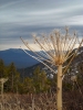 DSCN8987.jpg