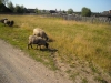 Файл=DSCN0436.jpg
Объём=299KB
Размеры=1200x900
Дата=Июль 26, 2010 DSCN0436.jpg