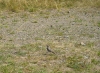 Файл=DSCN0508.jpg
Объём=350KB
Размеры=1200x882
Дата=Авг 01, 2010 DSCN0508.jpg