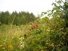 Файл=DSCN5607.jpg
Объём=431KB
Размеры=1024x768
Дата=Авг 23, 2009 DSCN5607.jpg