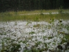 Файл=DSCN5631.jpg
Объём=415KB
Размеры=1024x768
Дата=Авг 17, 2009 DSCN5631.jpg