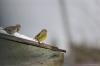 Файл=birds2018-01.JPG
Объём=125KB
Размеры=1600x1065
Дата=Май 19, 2018 birds2018-01.JPG