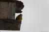 Файл=birds2018-02.JPG
Объём=98KB
Размеры=1600x1065
Дата=Май 19, 2018 birds2018-02.JPG