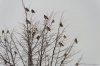 Файл=birds2018-03.JPG
Объём=259KB
Размеры=1600x1065
Дата=Май 19, 2018 birds2018-03.JPG
