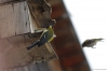 Файл=birds2018-04.JPG
Объём=129KB
Размеры=1600x1065
Дата=Май 19, 2018 birds2018-04.JPG