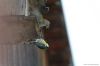 Файл=birds2018-06.JPG
Объём=95KB
Размеры=1600x1065
Дата=Май 19, 2018 birds2018-06.JPG