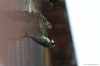 Файл=birds2018-08.JPG
Объём=88KB
Размеры=1600x1065
Дата=Май 19, 2018 birds2018-08.JPG