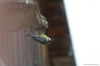 Файл=birds2018-09.JPG
Объём=75KB
Размеры=1600x1065
Дата=Май 19, 2018 birds2018-09.JPG