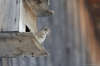 Файл=birds2018-11.JPG
Объём=131KB
Размеры=1600x1065
Дата=Май 19, 2018 birds2018-11.JPG