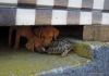 Файл=dogs-turtle.jpg
Объём=218KB
Размеры=1200x844
Дата=Июль 09, 2015 dogs-turtle.jpg