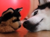 dogs.jpg