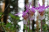 Файл=flower2015-003.jpg
Объём=106KB
Размеры=1200x799
Дата=Май 29, 2015 flower2015-003.jpg