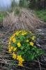 Файл=flower2015-007.jpg
Объём=303KB
Размеры=799x1200
Дата=Май 29, 2015 flower2015-007.jpg