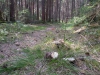 Файл=mushroom.JPG
Объём=400KB
Размеры=1200x900
Дата=Авг 18, 2016 mushroom.JPG