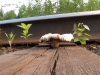 Файл=railmushroom01.jpg
Объём=149KB
Размеры=900x675
Дата=Июнь 21, 2015 railmushroom01.jpg