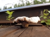 Файл=railmushroom03.jpg
Объём=88KB
Размеры=900x675
Дата=Июнь 21, 2015 railmushroom03.jpg