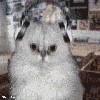 Файл=1168376461_beta233.gif
Объём=236KB
Размеры=280x280
Дата=Фев 06, 2007 1168376461_beta233.gif