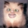 Файл=i.jpg
Объём=3KB
Размеры=100x100
Дата=Окт 30, 2006 i.jpg