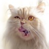 Файл=podb64_36.jpg
Объём=40KB
Размеры=600x600
Дата=Нояб 04, 2006 podb64_36.jpg