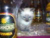 Файл=DSC00226.JPG
Объём=385KB
Размеры=1600x1200
Дата=Янв 02, 2007 DSC00226.JPG