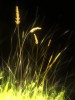 Файл=Luminance.jpg
Объём=39KB
Размеры=240x320
Дата=Нояб 21, 2007 Luminance.jpg