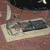 Файл=06c1378ba2a4bd1f7ec4efbd753bb9fa.gif
Объём=20KB
Размеры=120x120
Дата=Дек 08, 2006 06c1378ba2a4bd1f7ec4efbd753bb9fa.gif