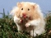 Файл=41c183d2688a587a2d7c5b7a4d0023a1.gif
Объём=9KB
Размеры=120x90
Дата=Дек 07, 2006 41c183d2688a587a2d7c5b7a4d0023a1.gif