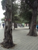 Файл=DSC04271.JPG
Объём=531KB
Размеры=1200x1600
Дата=Окт 30, 2010 DSC04271.JPG