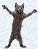 catweb1zs.gif