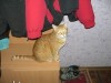 Файл=CIMG1425.JPG
Объём=232KB
Размеры=640x480
Дата=Фев 08, 2007 CIMG1425.JPG