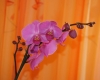 Файл=DSC.JPG
Объём=229KB
Размеры=2848x2285
Дата=Янв 23, 2011 DSC.JPG