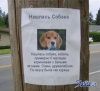 10666786_1129834974_Dog1.jpg