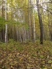 SL382828.JPG