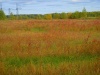 SL382848.JPG