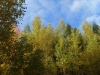 SL382856.JPG