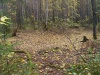SL382888.JPG