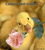 Файл=samoykrrri1p.jpg
Объём=48KB
Размеры=363x400
Дата=Фев 22, 2009 samoykrrri1p.jpg