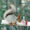 Файл=xoxotushka_ru_54595.jpg
Объём=74KB
Размеры=600x600
Дата=Янв 20, 2009 xoxotushka_ru_54595.jpg