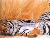 wallpaper_0_0_20061101_10596_1.jpg