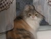 Файл=P2010025.jpg
Объём=117KB
Размеры=800x623
Дата=Март 18, 2007 P2010025.jpg
